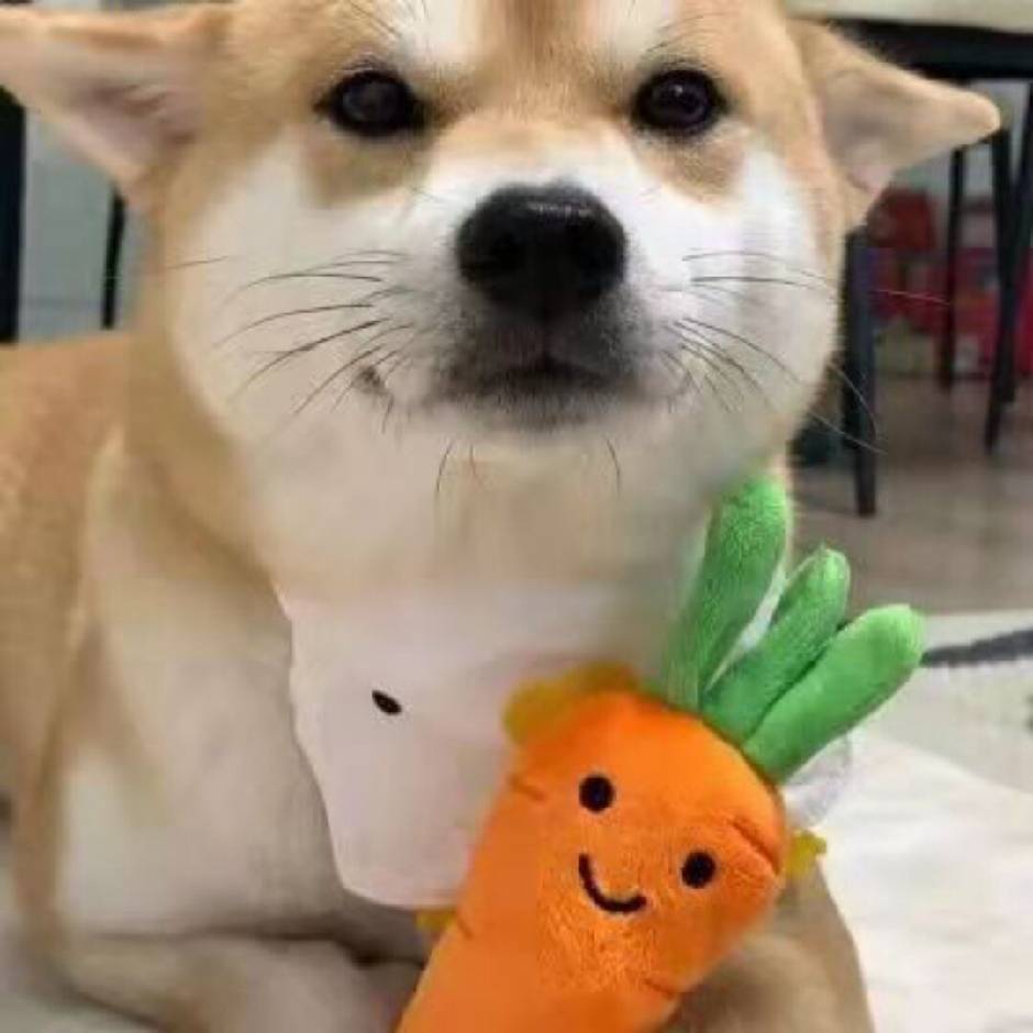 宸宇