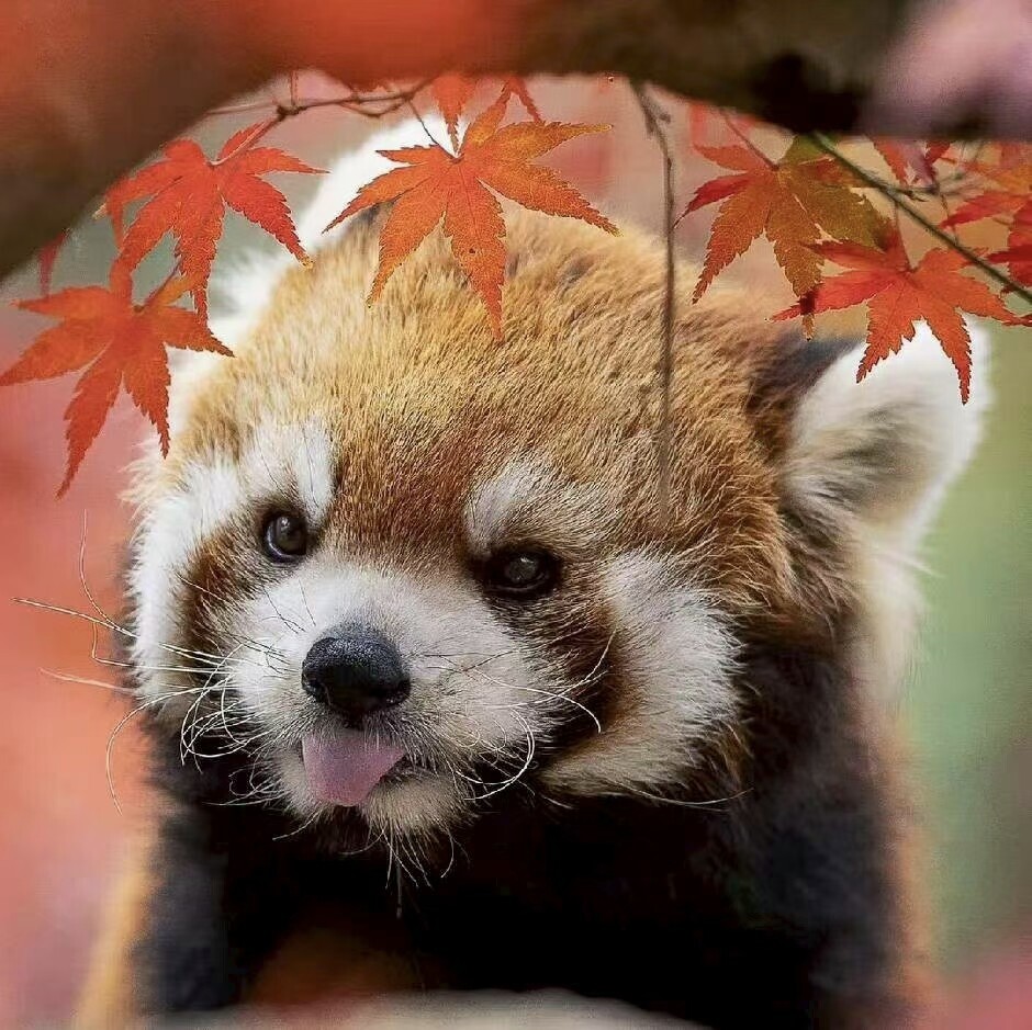 七分之一的鱼