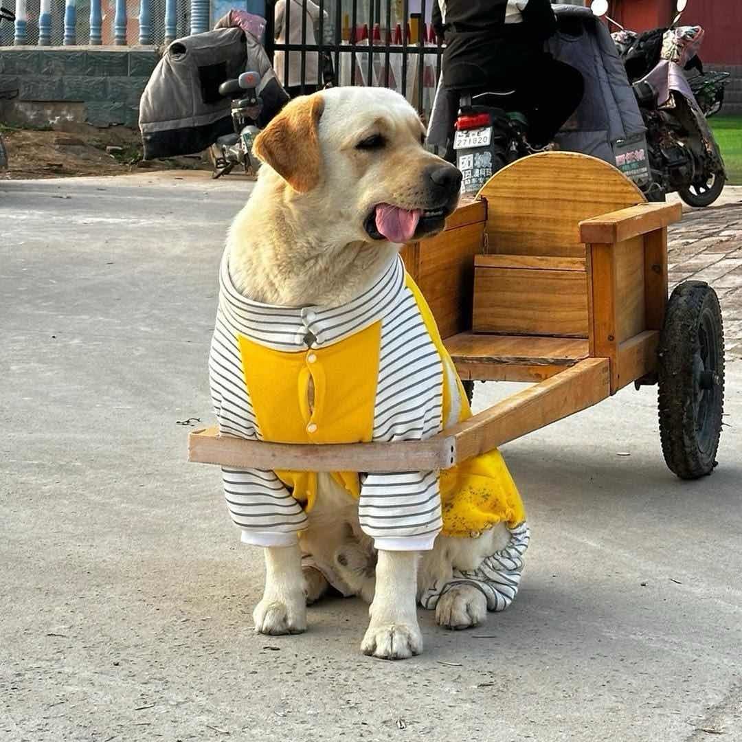 巴顿拉布拉多
