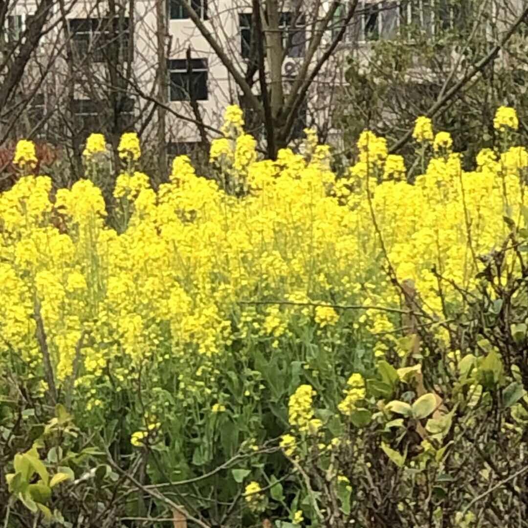 乡村小兰姐