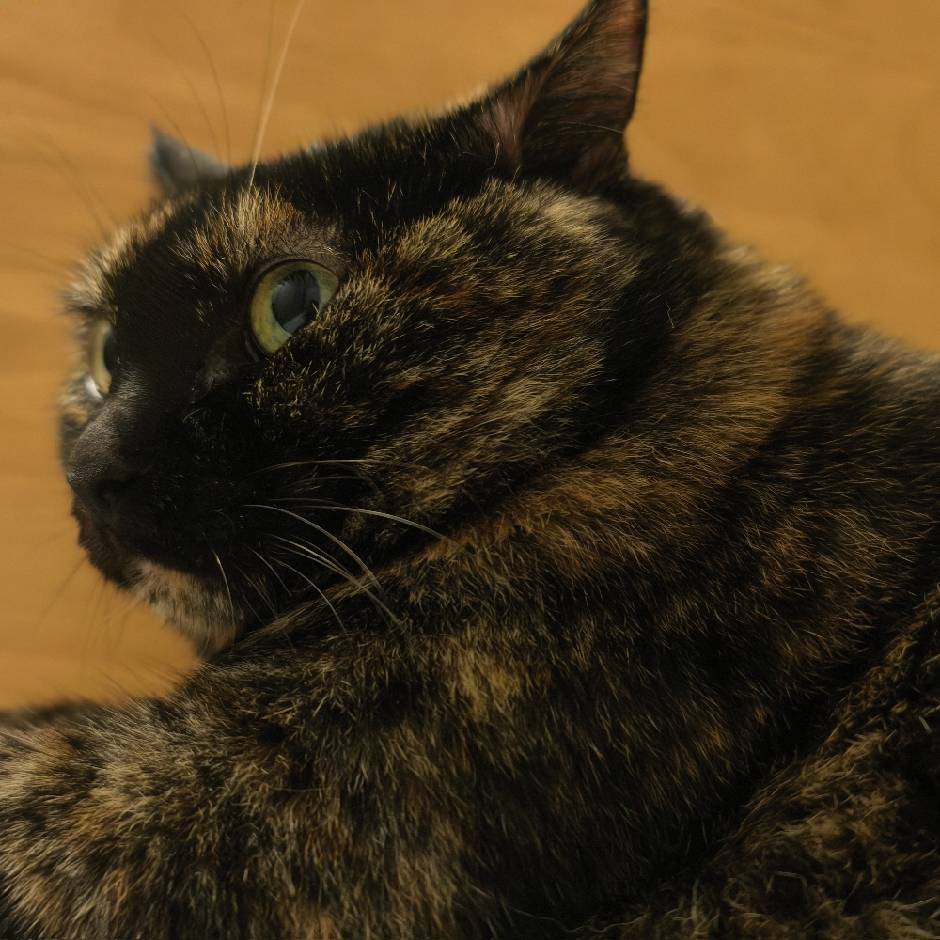 属鼠