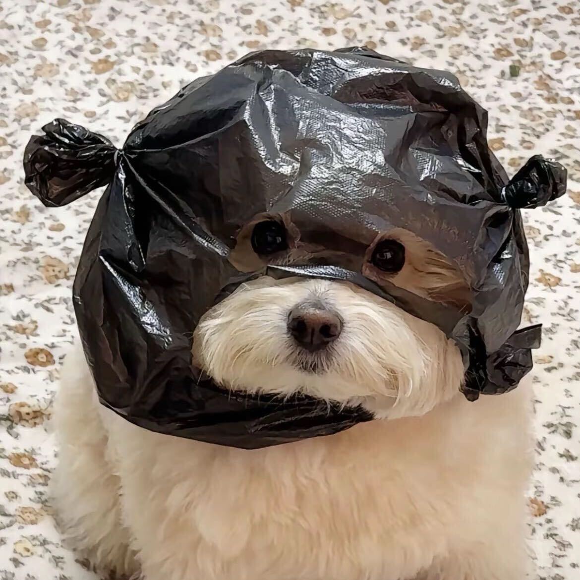 慧慧子