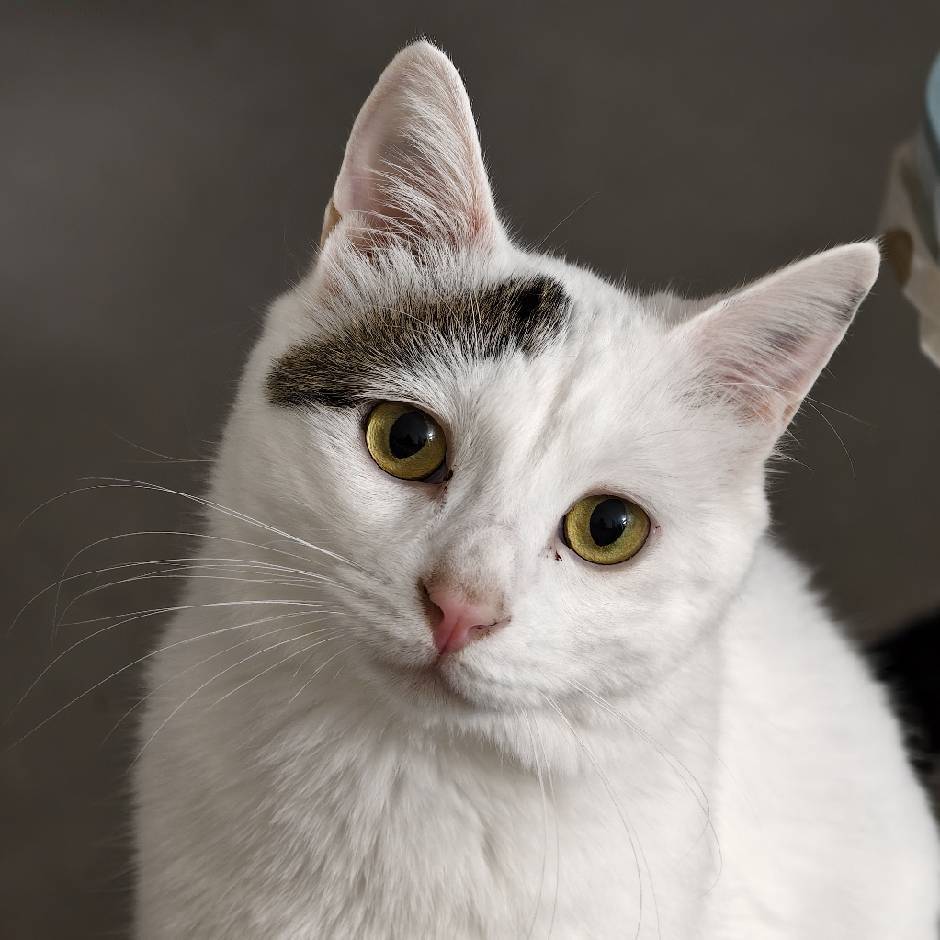 我有四只可爱小猫