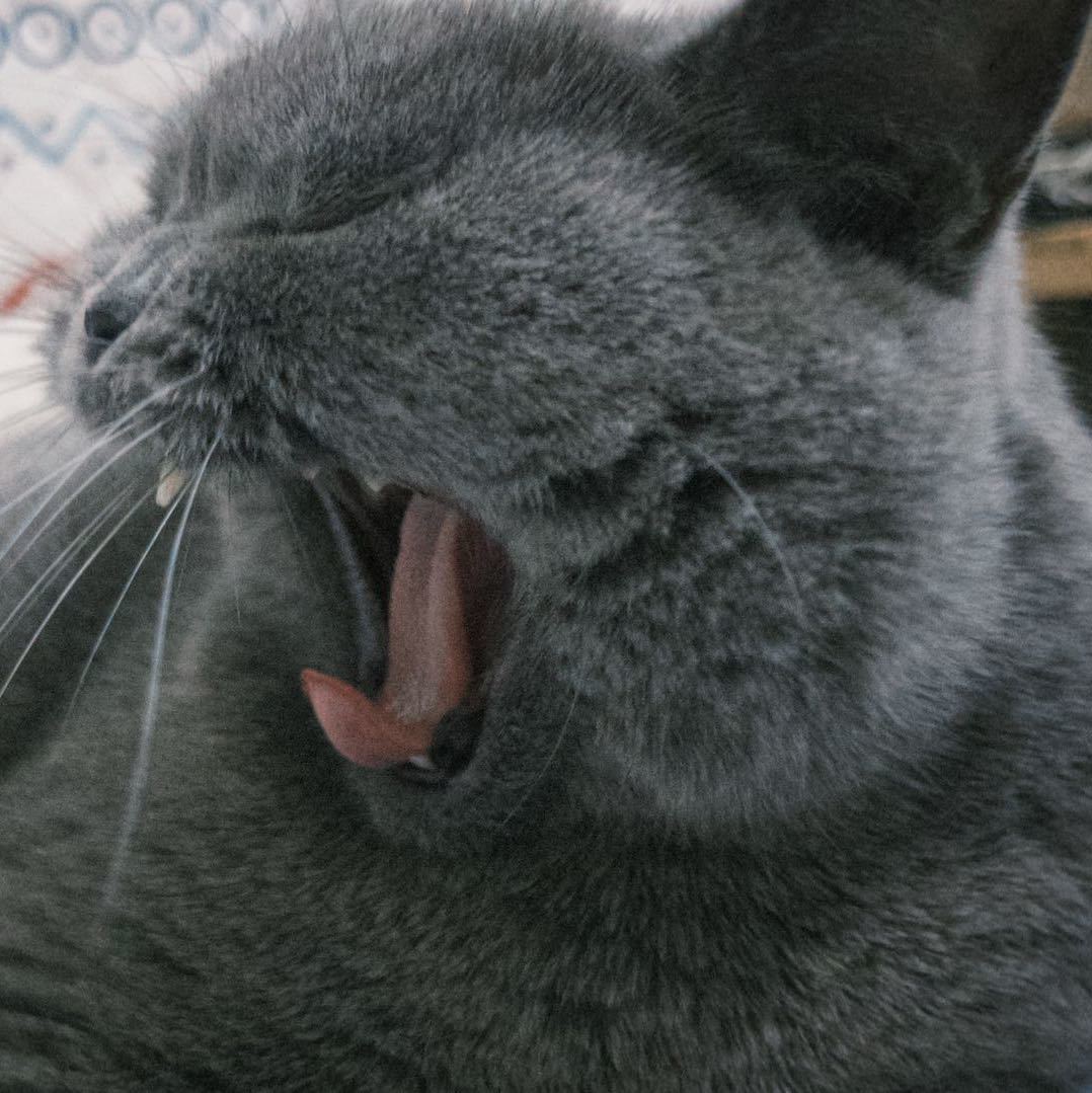 李猪猪我在这