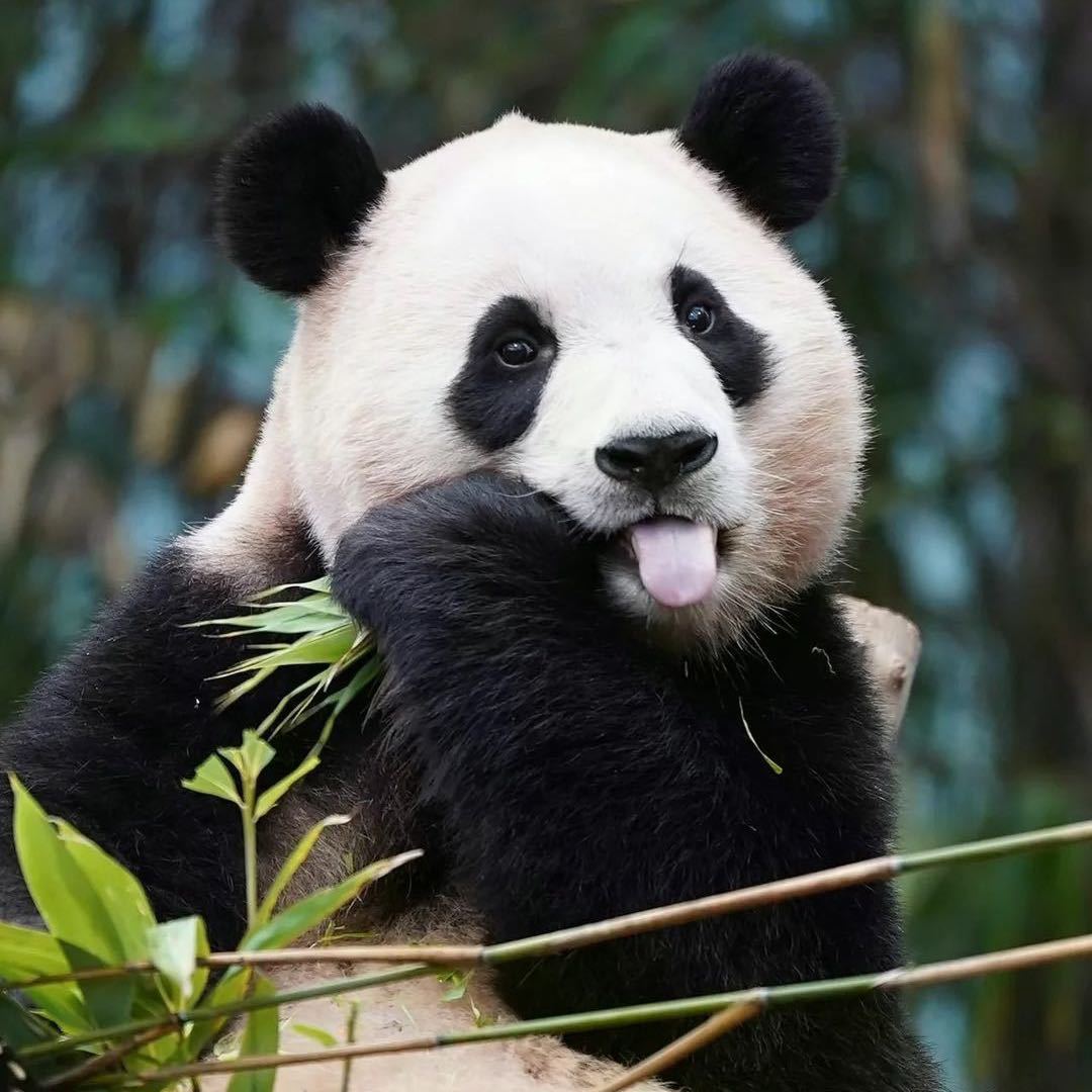 熊猫滚滚panda