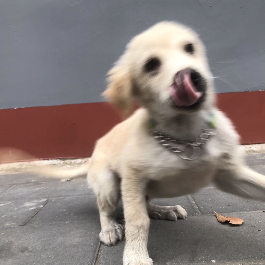 狗剩严选