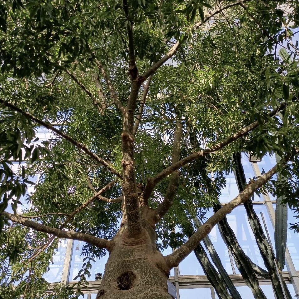 王德才