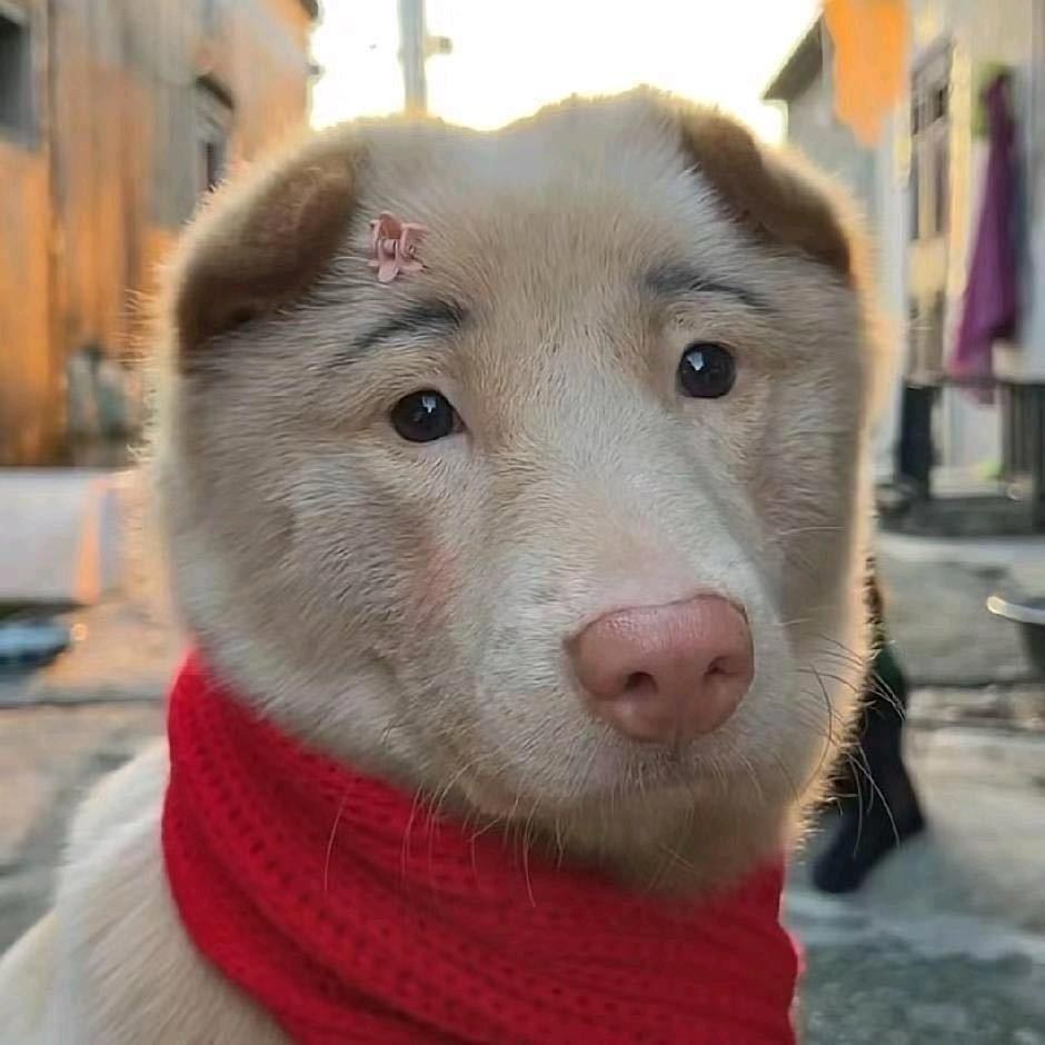 柚先生