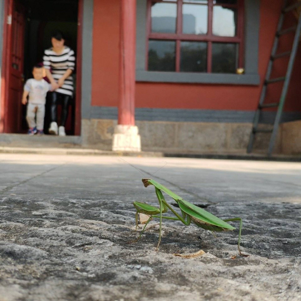 小蝎羔儿