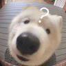 呆呆小小明