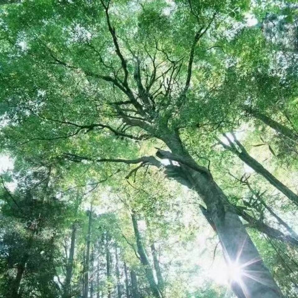 阳光下的木