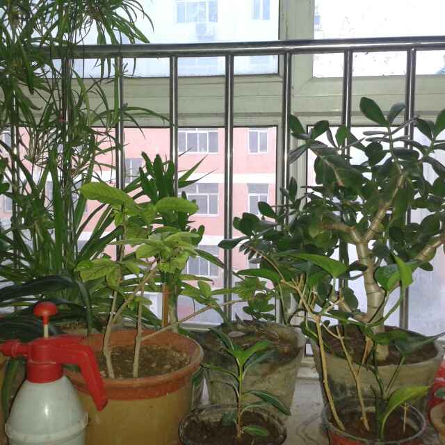 用戶頭像
