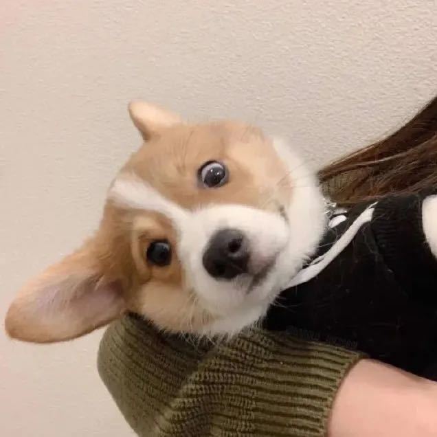 犬来八荒
