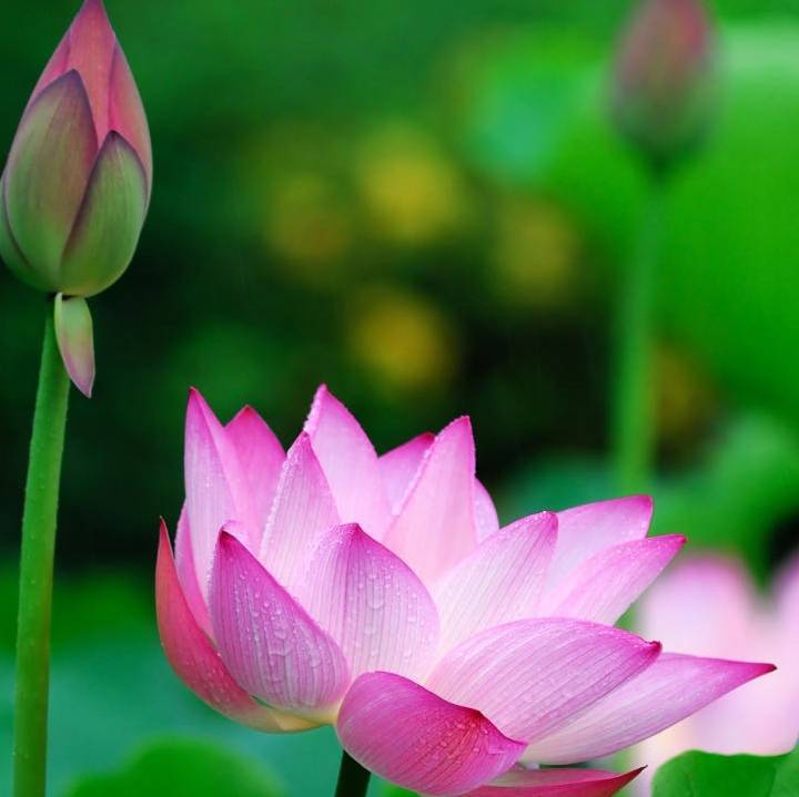 小花