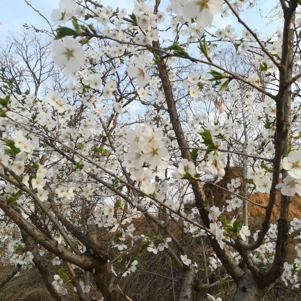 用戶頭像
