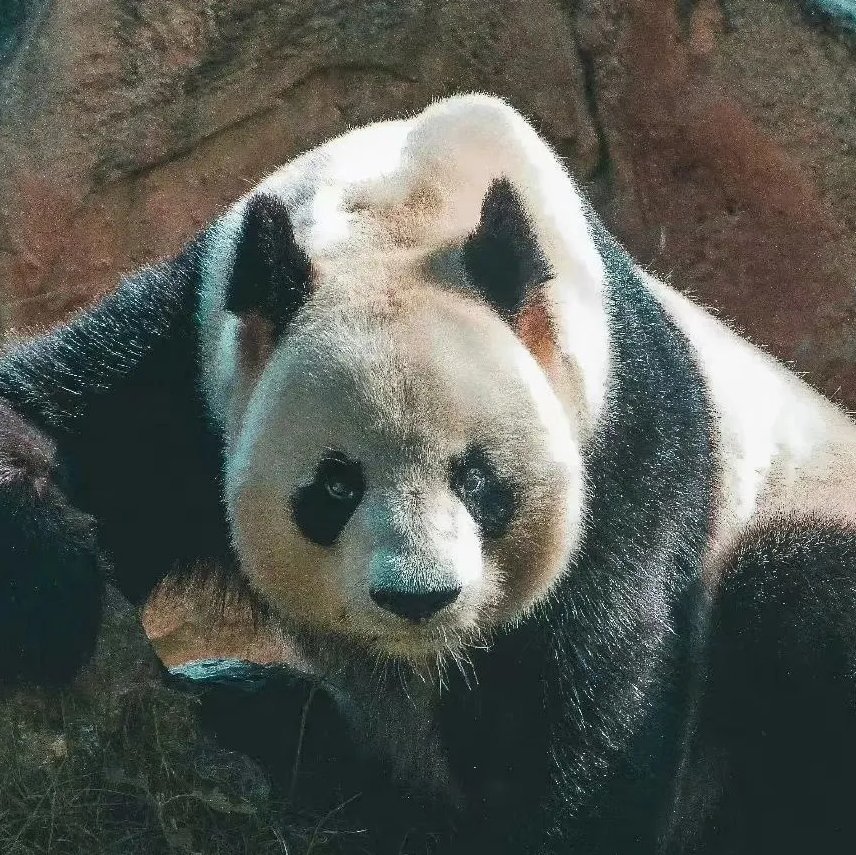 番茄