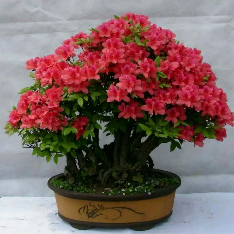 植得先生2