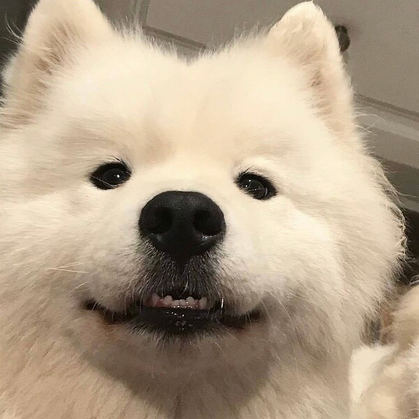 Howl