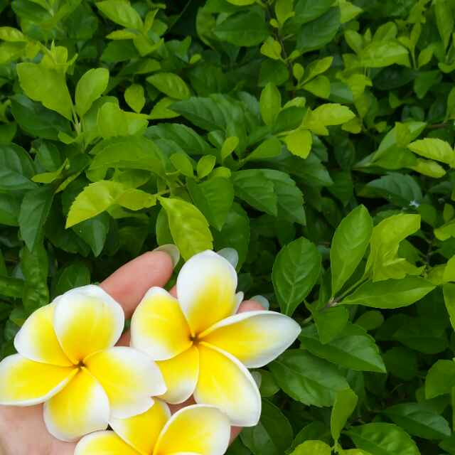 用戶頭像