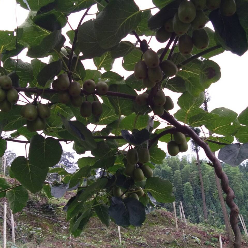 梦想成真17360339078君