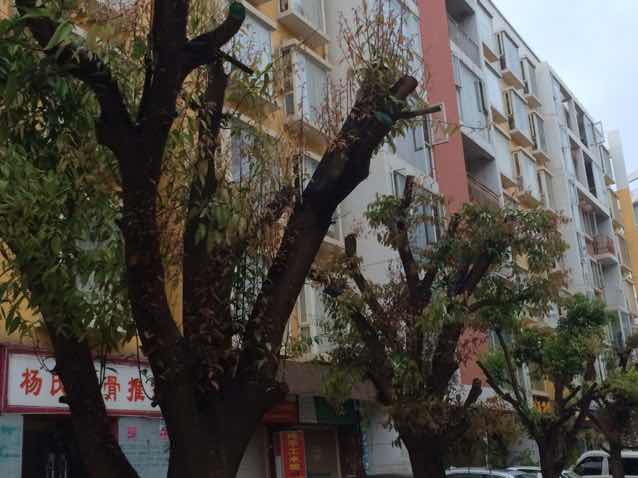林