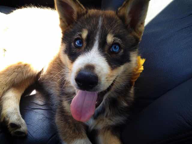 Skye Golden Retriever 🐱🐶