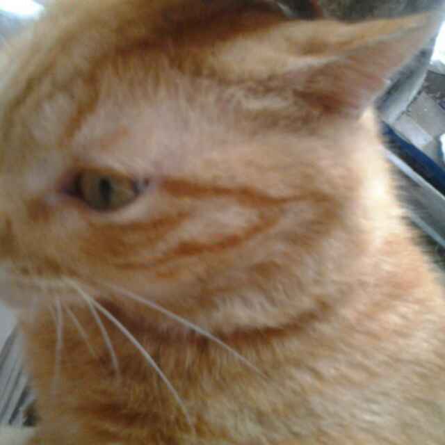 (免费技术趴）微服务的编排、配置与12要素专场（上海站）