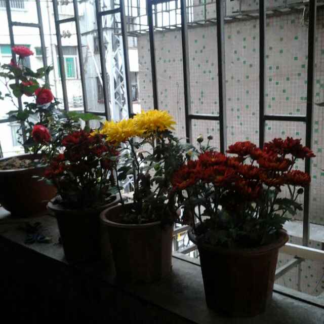 落花飘缈