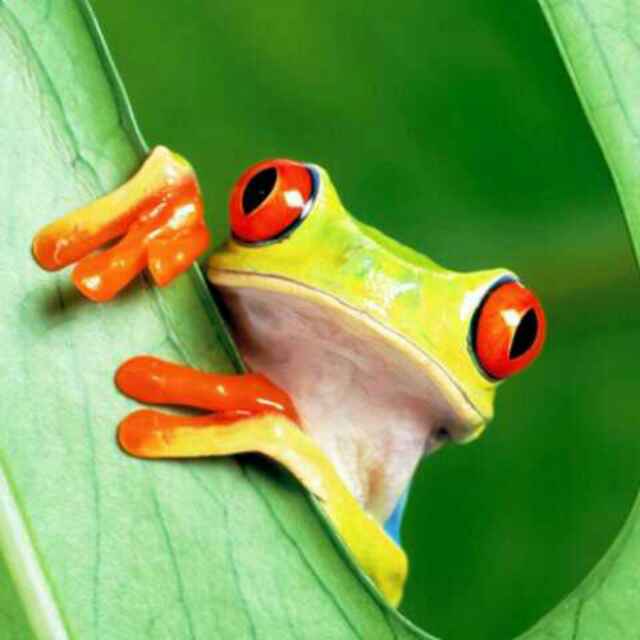 Avatar - Frog