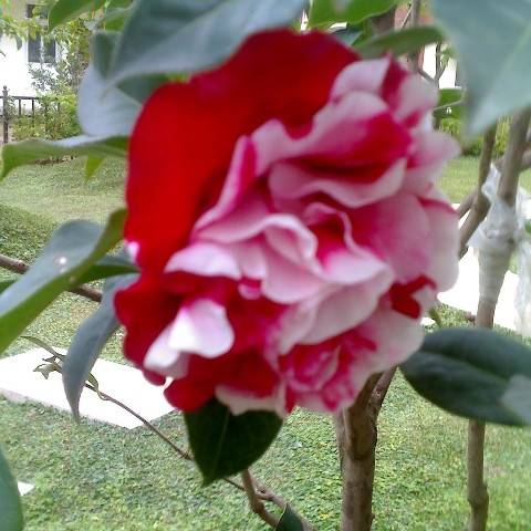jTHsQhlb