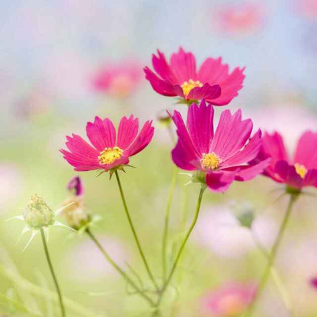 布列瑟农的汽笛