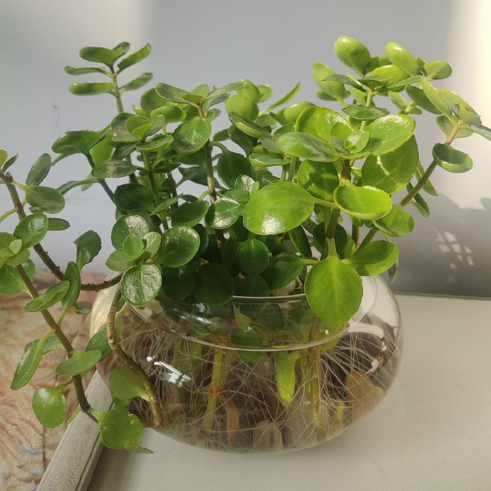 出彩数学