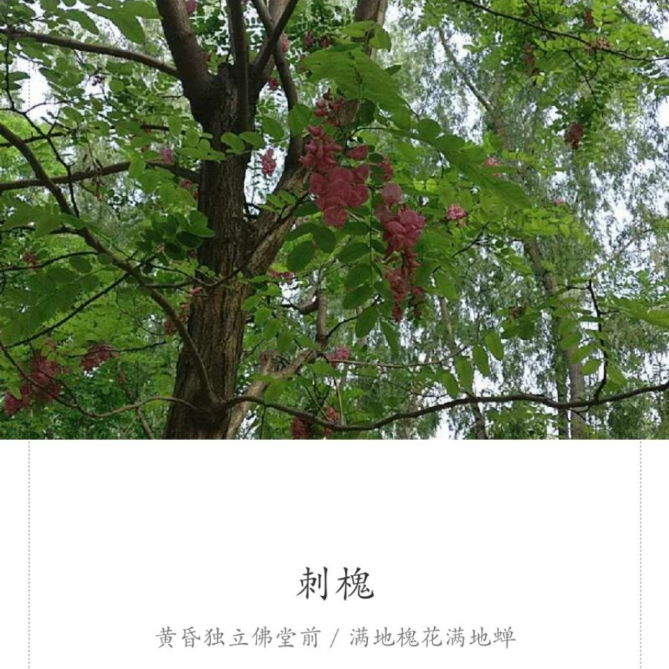 菜鸟小白呀
