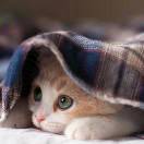 闲闲猫