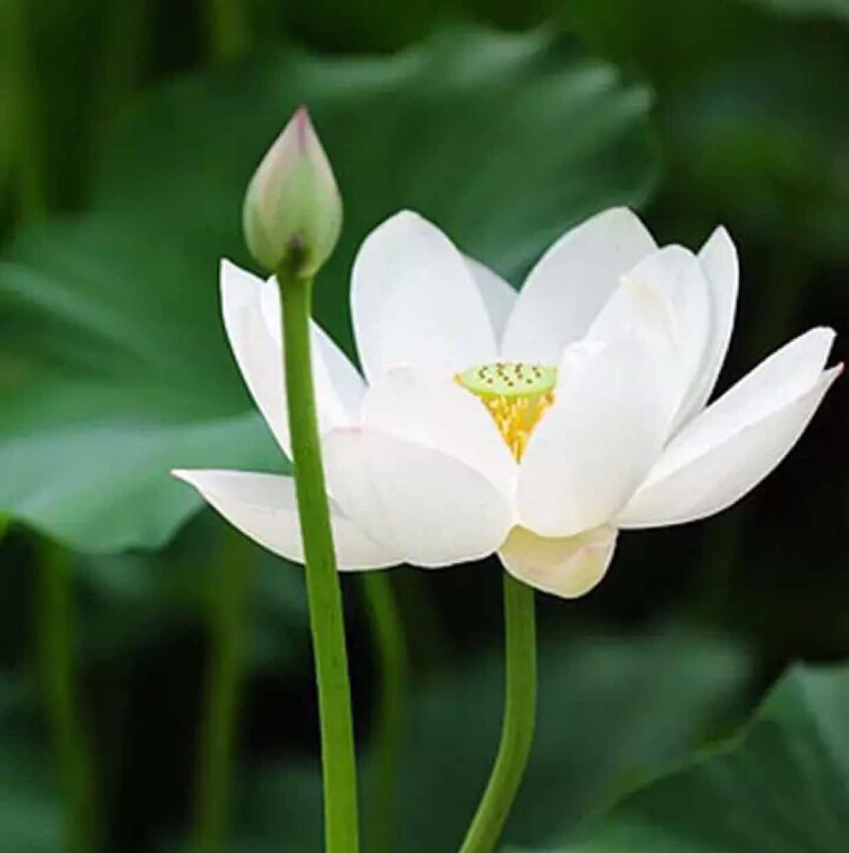 https://wx.qlogo.cn/mmopen/vi_32/DYAIOgq83eotdaO1641OCTD9OdhLmJ1ZB7icEL1OxtahK8RgVbvWZD9d8iaueMc9iakUIy99NHMkvbzp4aH7gtNkw/0