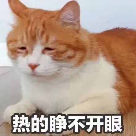 会飞的猪