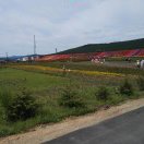 岳妈