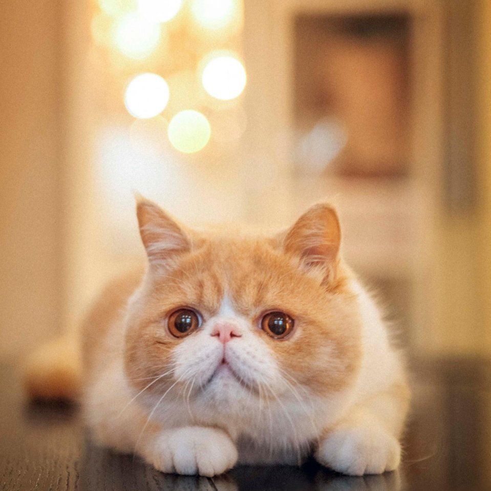 小猪
