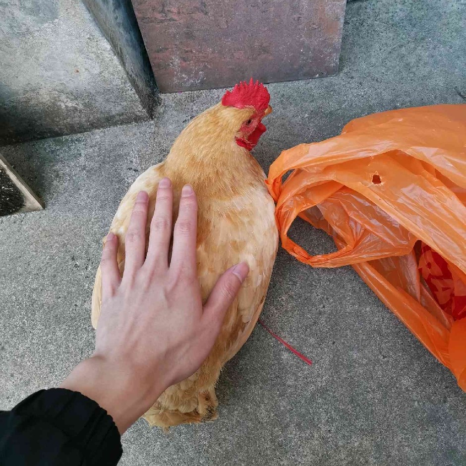 不会计算鸡啊