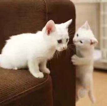 小喵儿乖🎈🎈