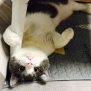 ٩(  ๏̯͡๏)۶谭