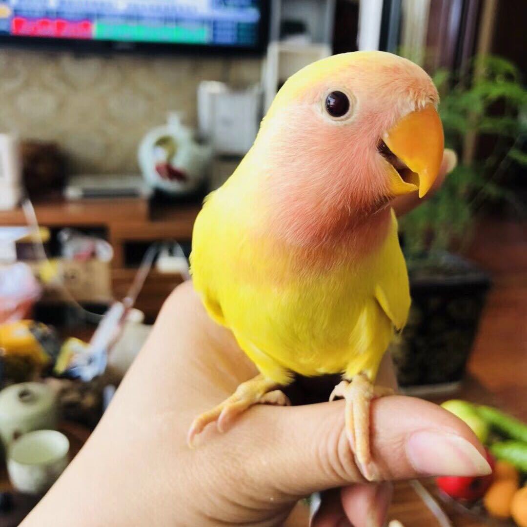 二战风云