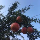 马伟冬