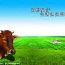 老黄牛459