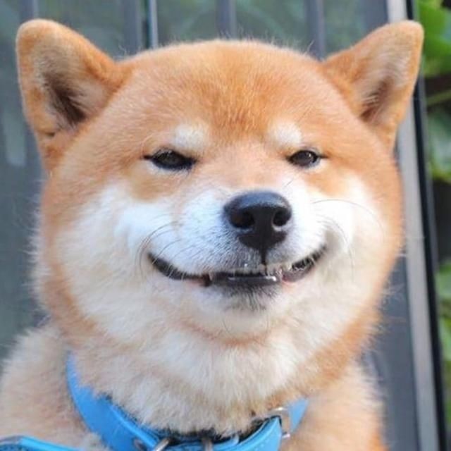 微笑狗