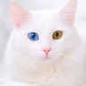白猫々
