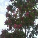 券妈妈会员: 糊涂人生