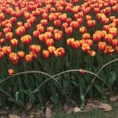 芙蓉
