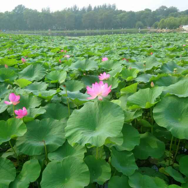 一天到晚游泳的鱼