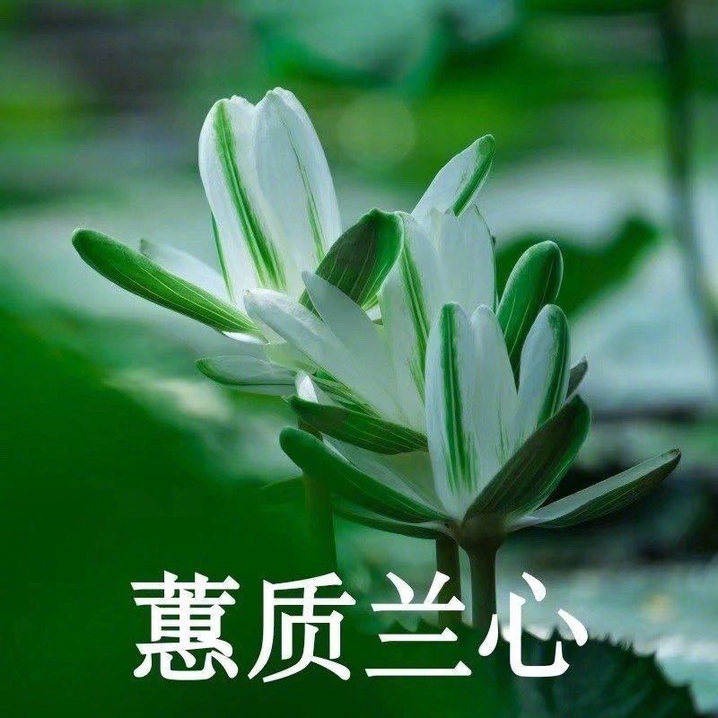 梅花